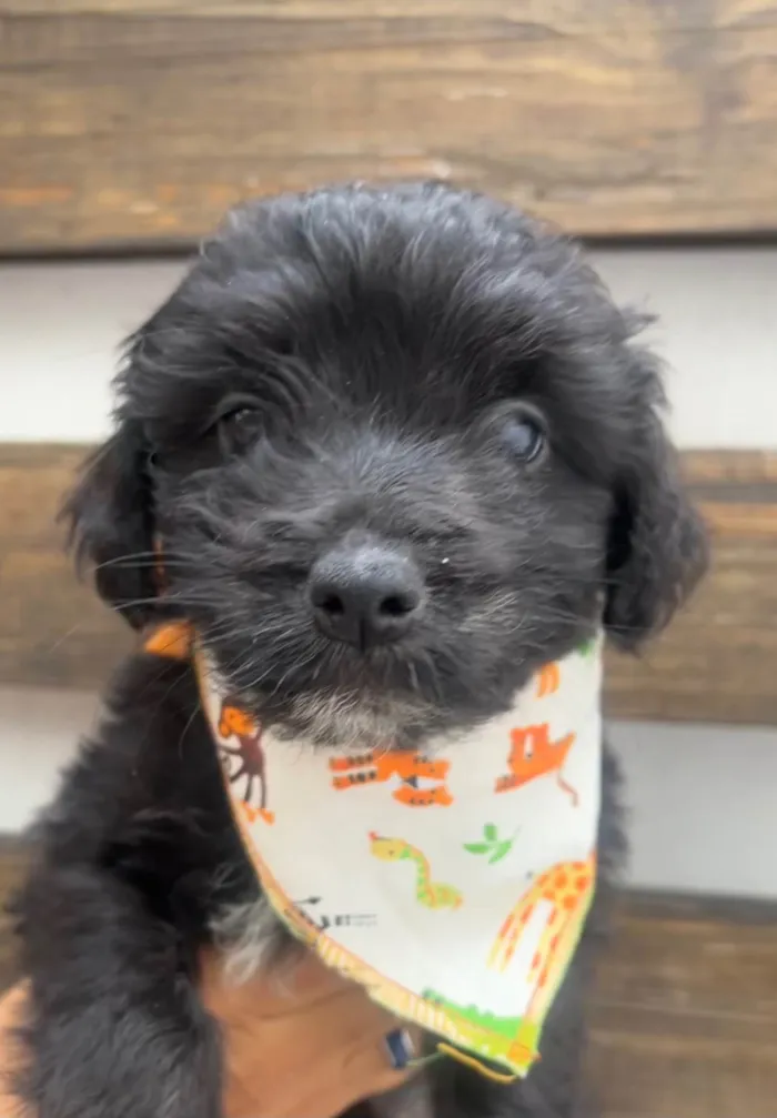 Cachorro ra a Mix de poodle idade Abaixo de 2 meses nome Brian