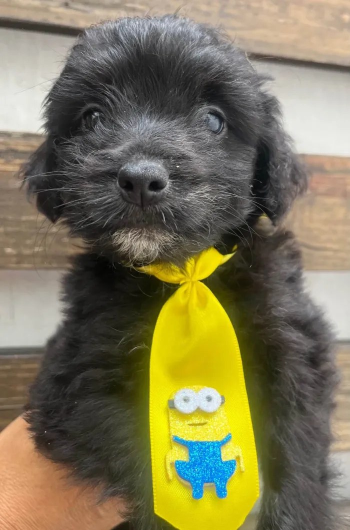 Cachorro ra a Mix de poodle idade Abaixo de 2 meses nome Brian