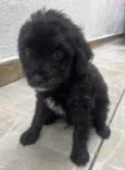 Brian