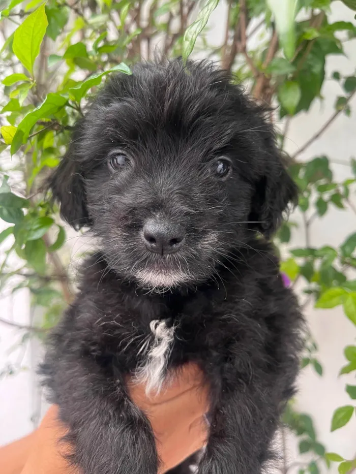 Cachorro ra a Mix de poodle idade Abaixo de 2 meses nome Brian