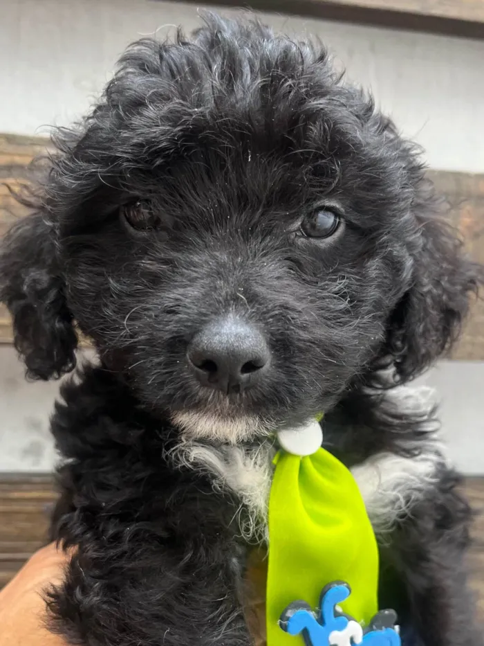 Cachorro ra a Mix de Poodle idade Abaixo de 2 meses nome Bento