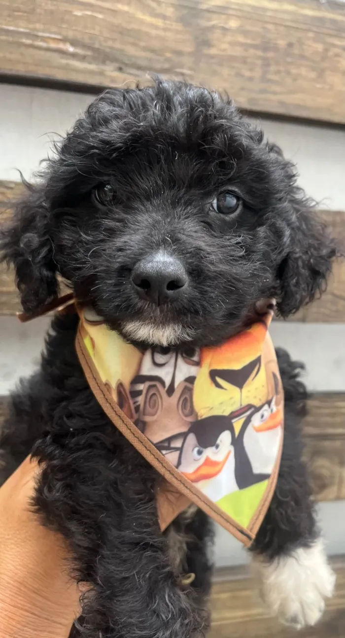 Cachorro ra a Mix de Poodle idade Abaixo de 2 meses nome Bento