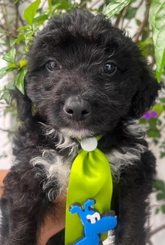 Cachorro ra a Mix de Poodle idade Abaixo de 2 meses nome Bento
