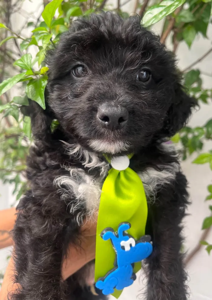 Cachorro ra a Mix de Poodle idade Abaixo de 2 meses nome Bento