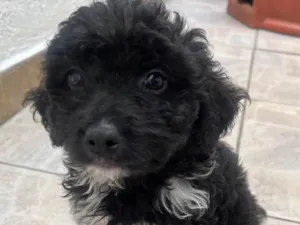 Cachorro raça Mix de Poodle idade Abaixo de 2 meses nome Bento