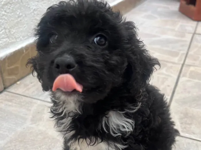 Cachorro ra a Mix de Poodle idade Abaixo de 2 meses nome Bento