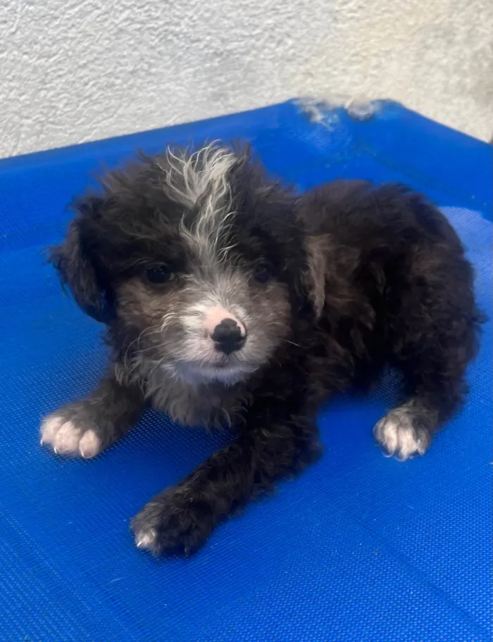 Cachorro ra a Mix de Poodle idade Abaixo de 2 meses nome Bruninho