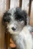 Bruninho