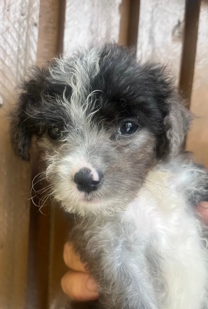 Cachorro ra a Mix de Poodle idade Abaixo de 2 meses nome Bruninho