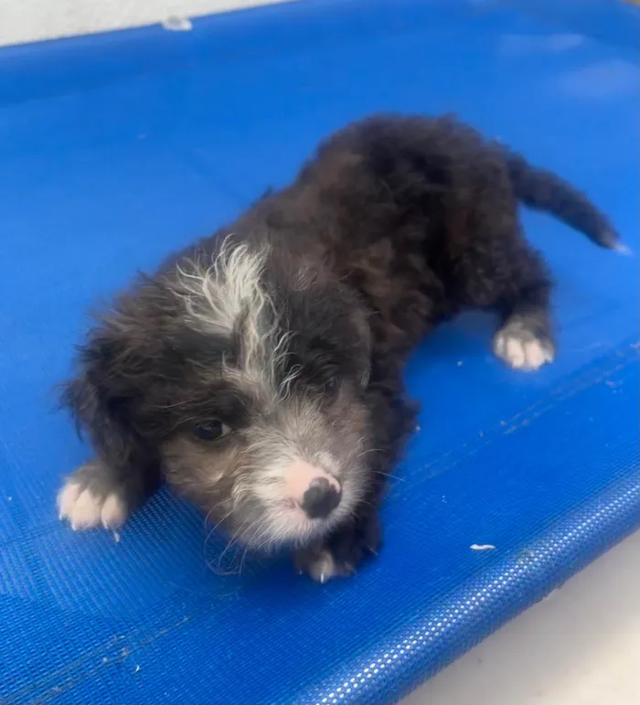 Cachorro ra a Mix de Poodle idade Abaixo de 2 meses nome Bruninho