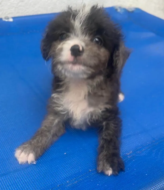 Cachorro ra a Mix de Poodle idade Abaixo de 2 meses nome Bruninho
