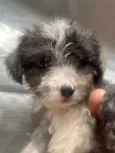 Bruninho