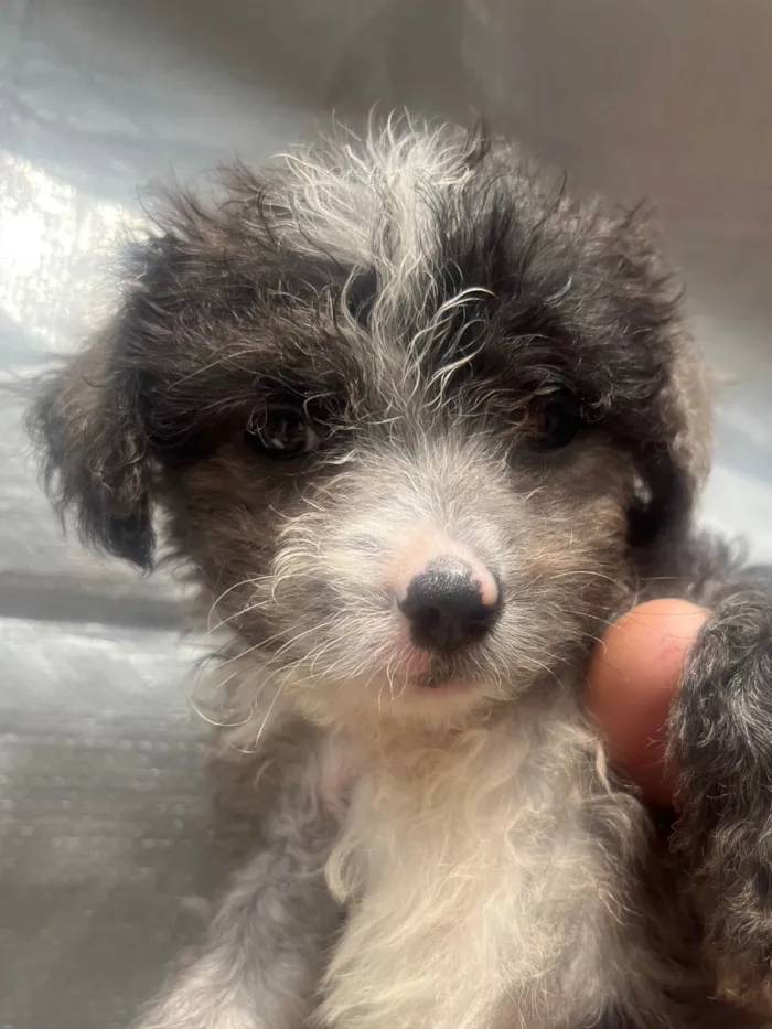 Cachorro ra a Mix de Poodle idade Abaixo de 2 meses nome Bruninho