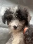 Bruninho