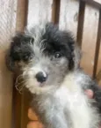 Bruninho