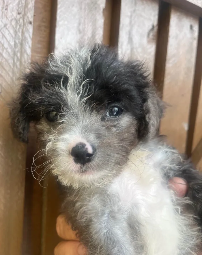 Cachorro ra a Mix de Poodle idade Abaixo de 2 meses nome Bruninho