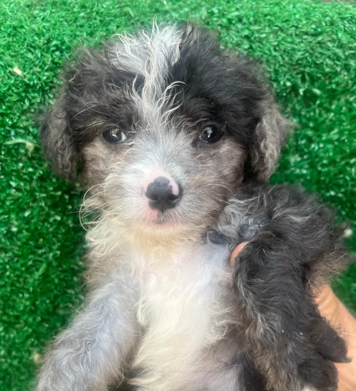 Cachorro ra a Mix de Poodle idade Abaixo de 2 meses nome Bruninho