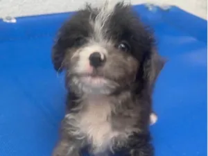 Cachorro raça Mix de Poodle idade Abaixo de 2 meses nome Bruninho