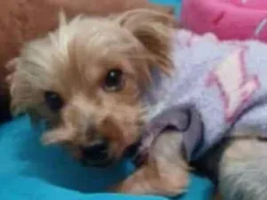 Cachorro raça Yorkshire idade 3 anos nome Bb