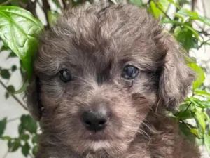 Cachorro raça SRD-ViraLata idade Abaixo de 2 meses nome Blue