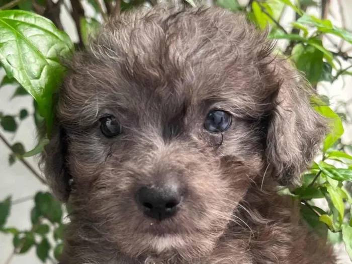 Cachorro ra a SRD-ViraLata idade Abaixo de 2 meses nome Blue