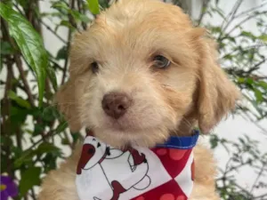 Cachorro raça SRD-ViraLata idade Abaixo de 2 meses nome Breno