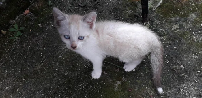 Gato ra a Não sei  idade Abaixo de 2 meses nome Não tem 