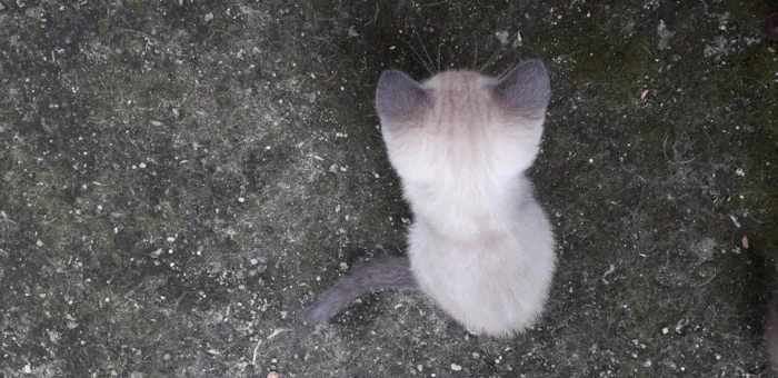 Gato ra a Não sei  idade Abaixo de 2 meses nome Não tem 