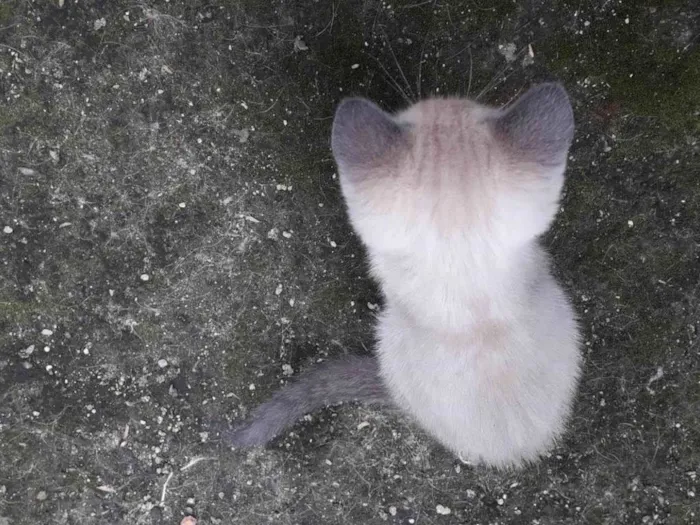 Gato ra a Não sei  idade Abaixo de 2 meses nome Não tem 