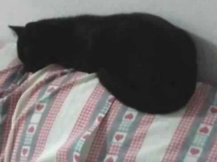 Gato ra a Não sei  idade 2 a 6 meses nome Black Cat 