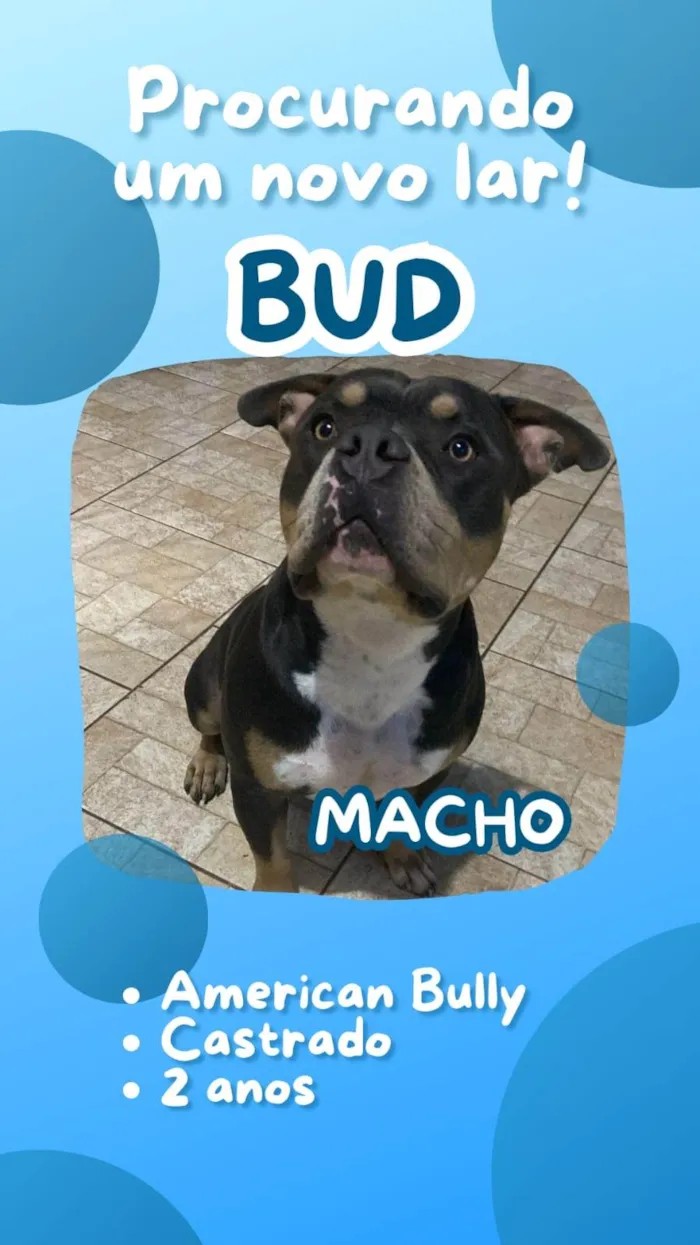 Cachorro ra a American bull idade 2 anos nome Bud