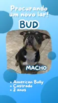 Bud