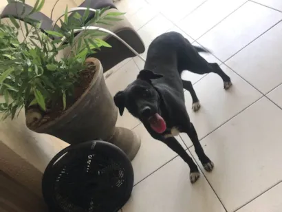 Cachorro raça SRD-ViraLata idade 7 a 11 meses nome Dara