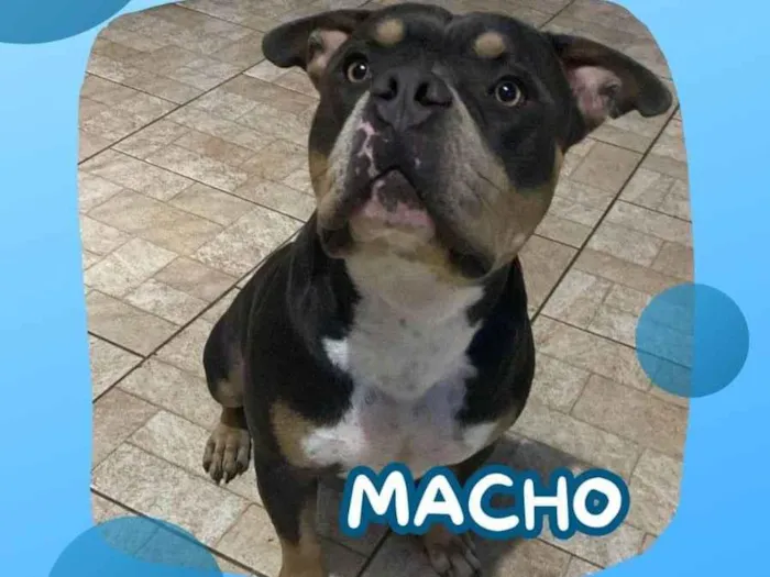 Cachorro ra a American bull idade 2 anos nome Bud