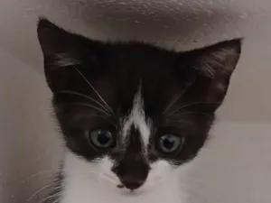 Gato raça SRD-ViraLata idade 2 a 6 meses nome Narizinho