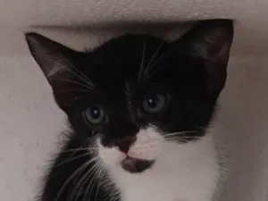 Gato raça SRD-ViraLata idade 2 a 6 meses nome Ritinha