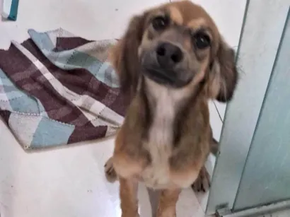 Cachorro raça  idade 7 a 11 meses nome Sem nome