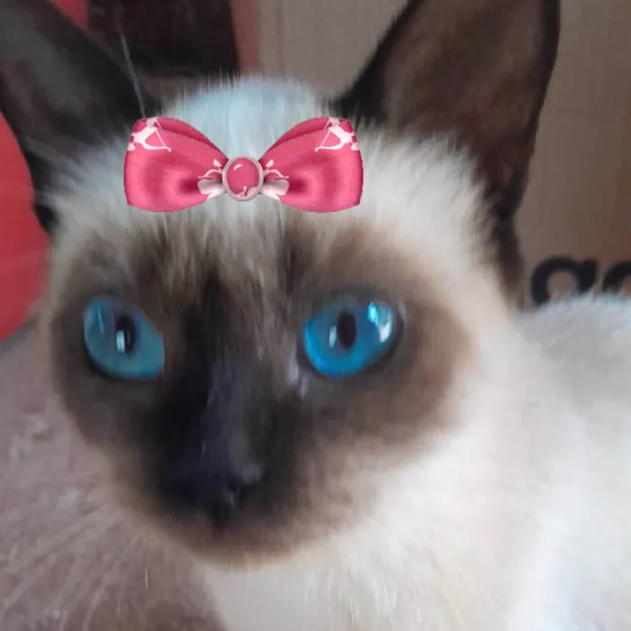 Gato ra a Siamesa  idade 2 a 6 meses nome Nicole 