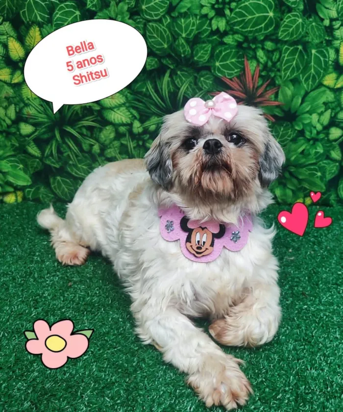 Cachorro ra a Shitzu idade 5 anos nome Bella 