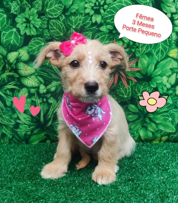 Cachorro ra a SRD-ViraLata idade 2 a 6 meses nome Buba