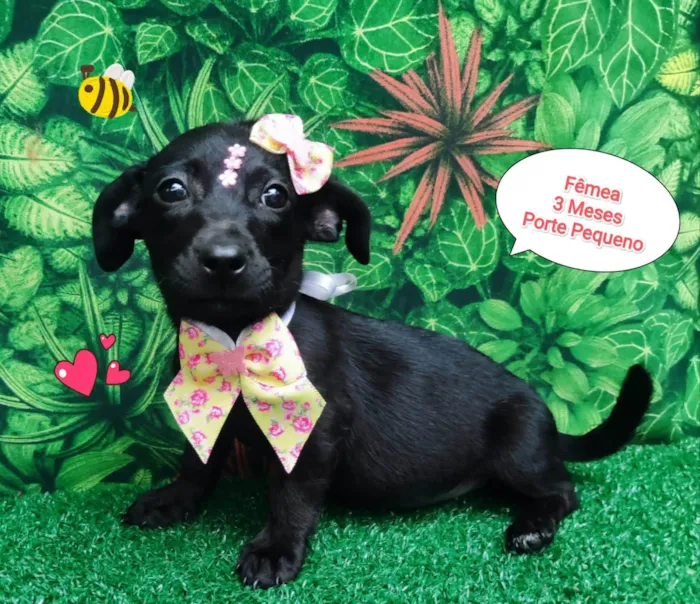 Cachorro ra a SRD-ViraLata idade 2 a 6 meses nome Lola