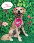 Pipoca 