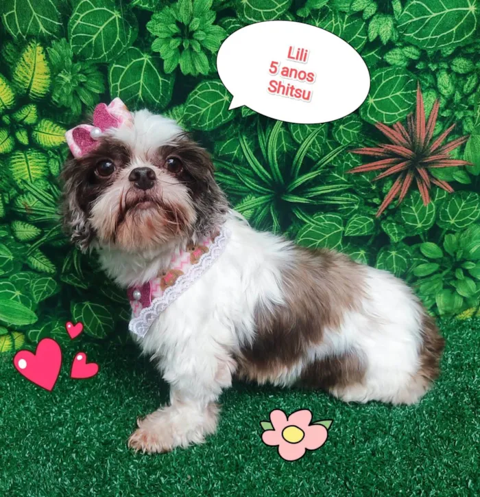 Cachorro ra a Shitzu idade 5 anos nome Lili