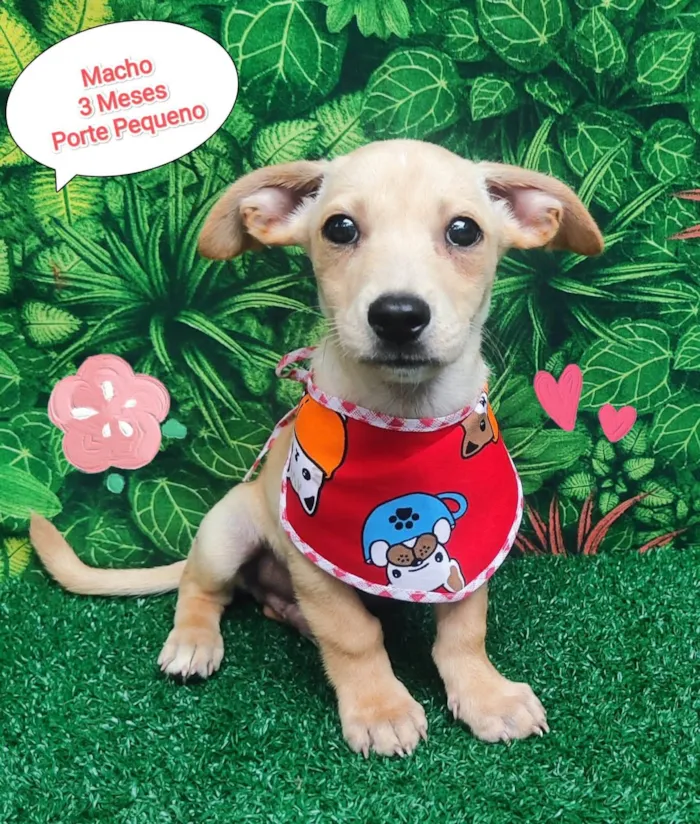 Cachorro ra a SRD-ViraLata idade 2 a 6 meses nome Hulk