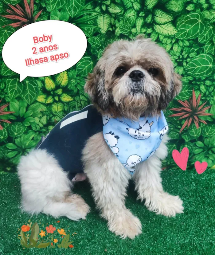 Cachorro ra a Ilhasa apso  idade 2 anos nome Boby