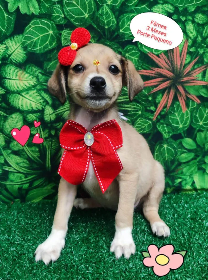 Cachorro ra a SRD-ViraLata idade 2 a 6 meses nome Maju 