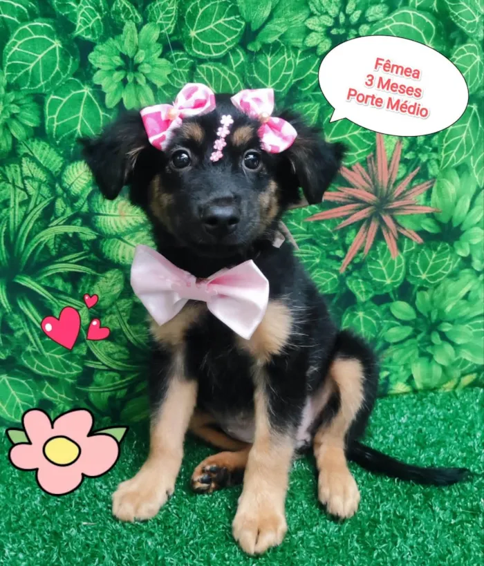 Cachorro ra a  idade 2 a 6 meses nome Margo 
