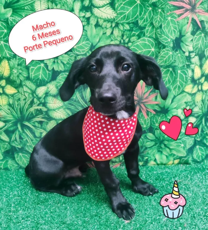 Cachorro ra a SRD-ViraLata idade 2 a 6 meses nome Capitão 