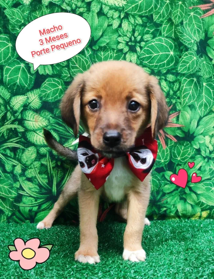 Cachorro ra a SRD-ViraLata idade 2 a 6 meses nome Tico