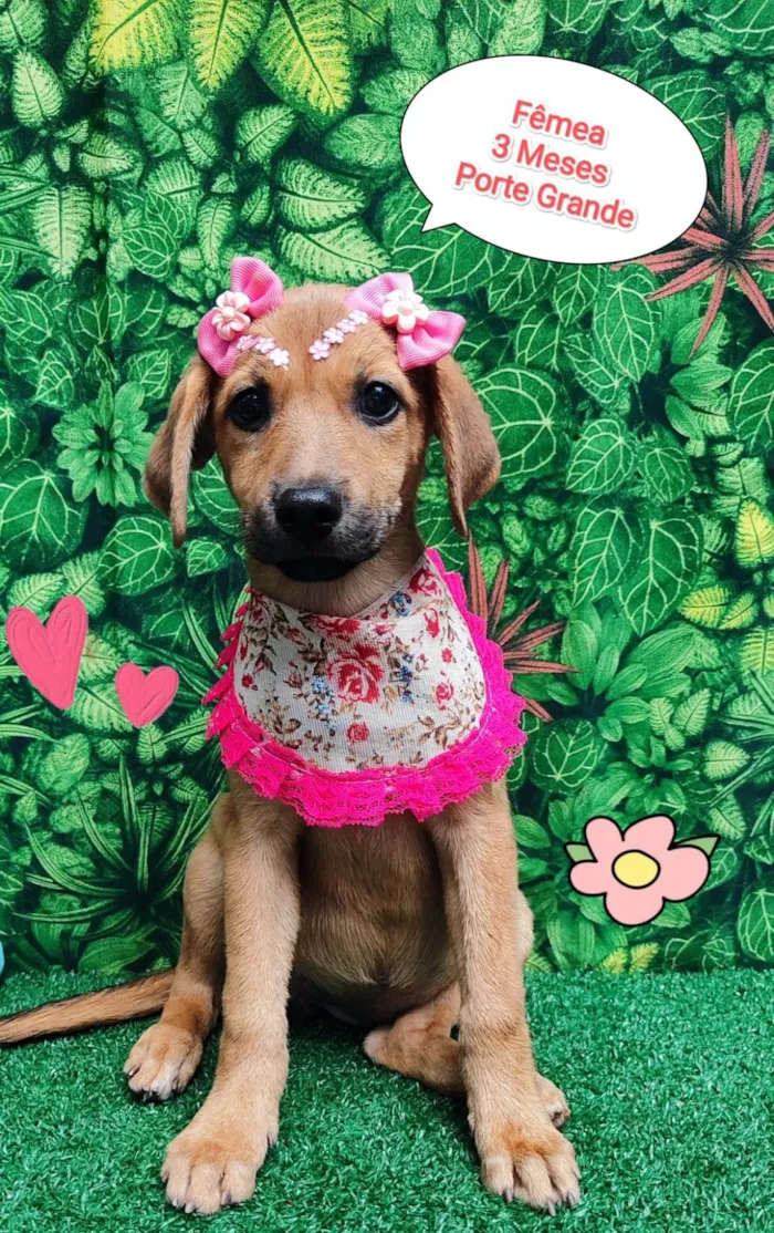 Cachorro ra a SRD-ViraLata idade 2 a 6 meses nome Athena